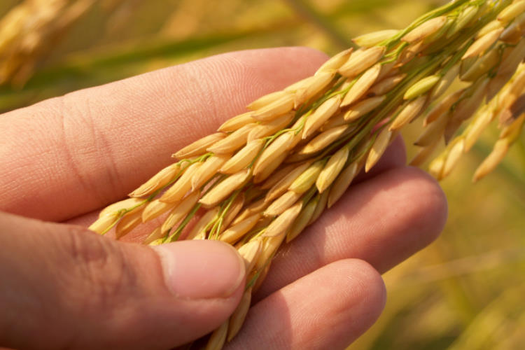 agronomy